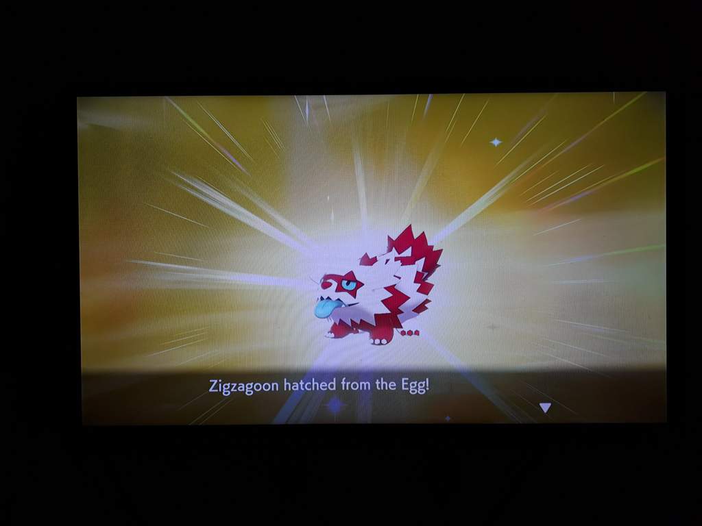 Shiny Zigzagoon Pokémon Sword And Shield Amino