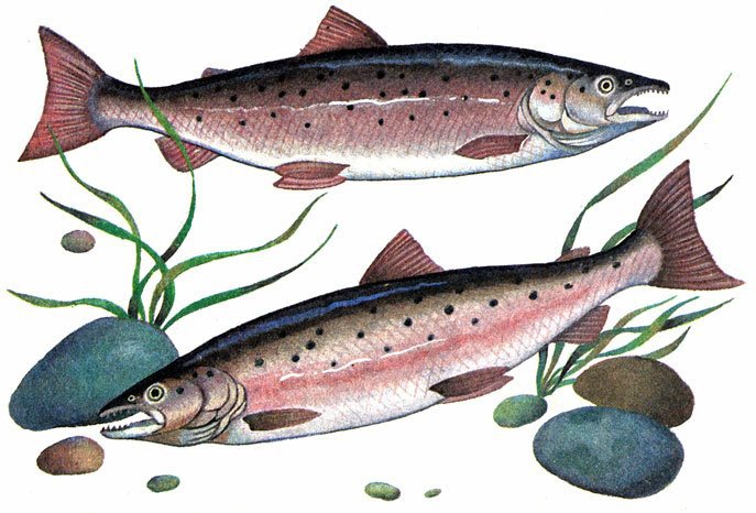 Изображение кеты. Salmo trutta aralensis. Аральский лосось. Лососеобразные семга. Отряд Лососеобразные кижуч.