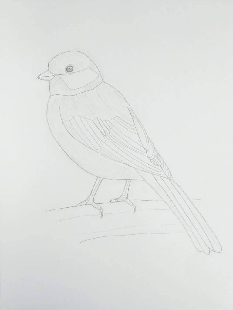 Синица легко. Птицы карандашом для срисовки. Синица карандашом. Рисование синицы карандашом. Птицы для срисовки легкие.