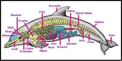 A quick look into a Dolphin’s digestive system | Science Amino