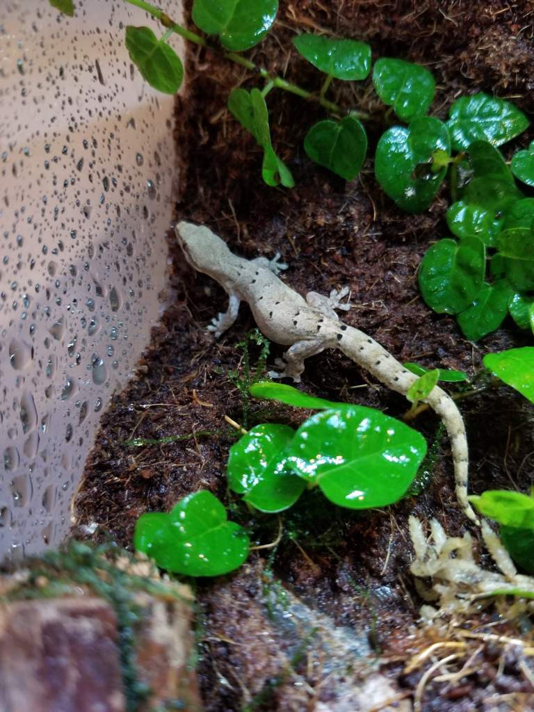 Mourning Gecko Care Guide | Wiki | Reptiles Amino