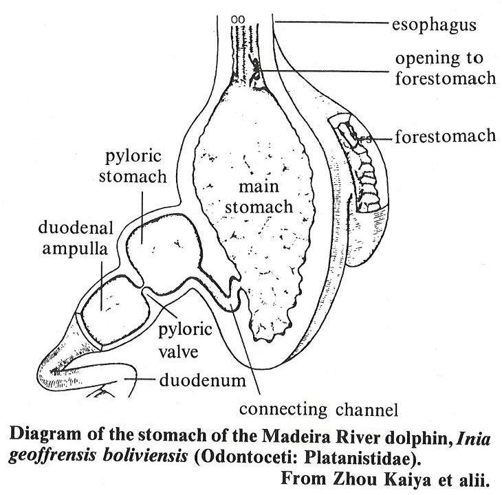 Lion Digestive System Diagram