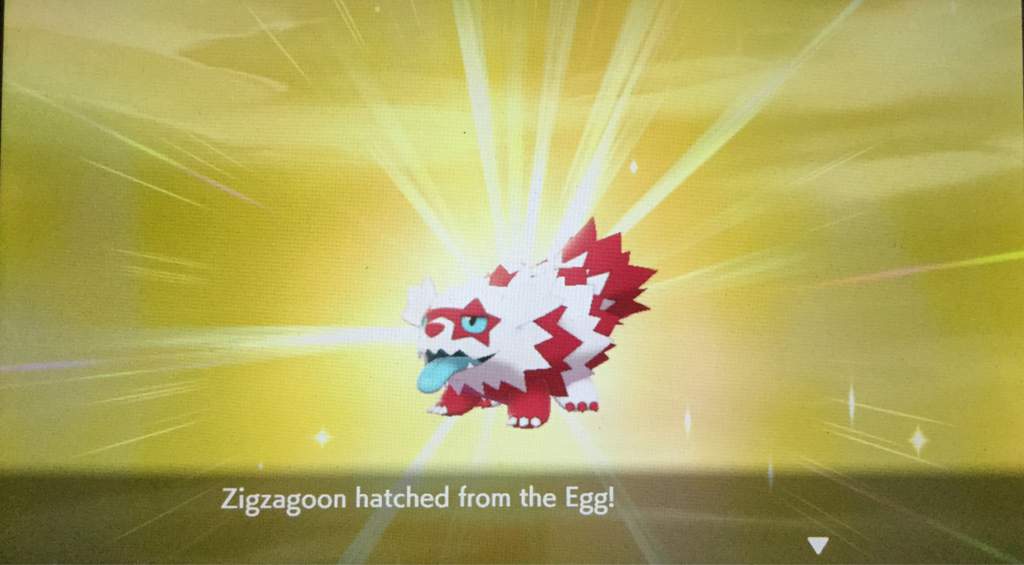 Shiny Galarian Zigzagoon Pokemon Amino