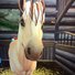 amino-Horse Girl Gamer XD-166cc3d5