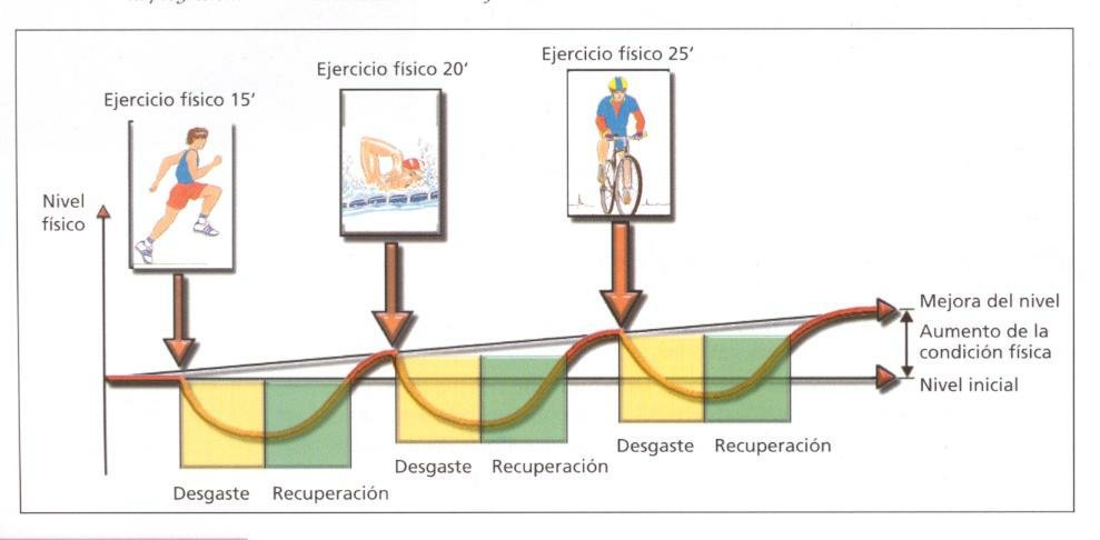 Principios Del Entrenamiento De La Fuerza Salud And Fitness Amino Amino