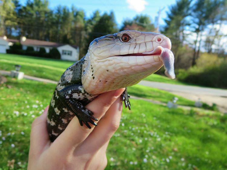 Indonesian Blue Tongue Skink Care (Including Halm) | Wiki | Reptiles Amino