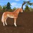 amino-love horses 101-ebc4b98a