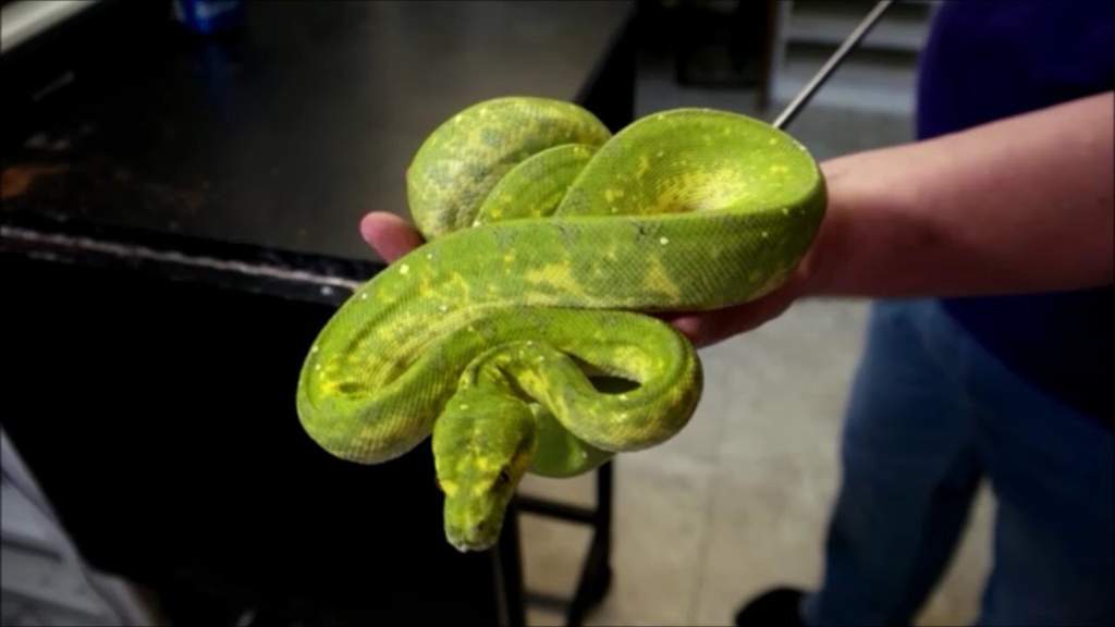 Green tree python localities pets amino