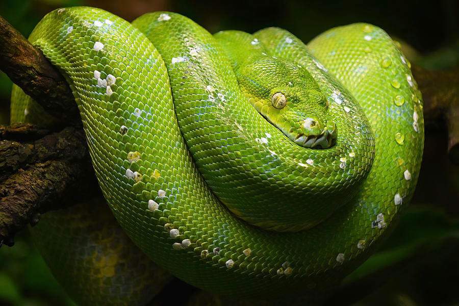 Green Tree Python Localities | Pets Amino