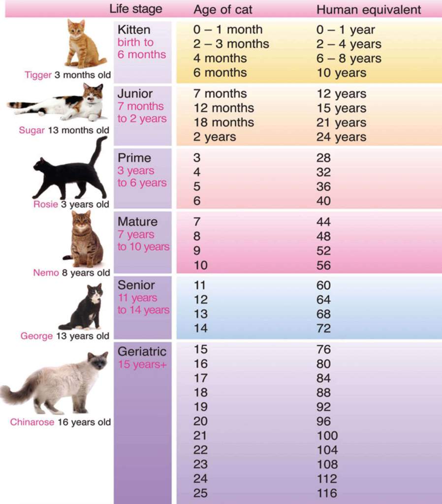 Cat Age Chart | Wiki | Warriors Amino