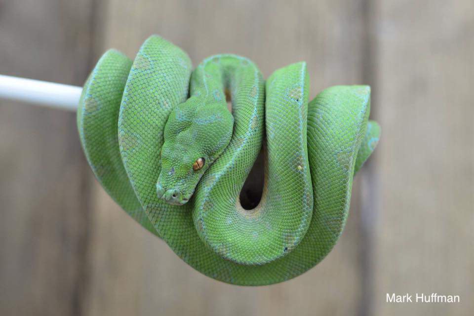 Green tree python localities pets amino