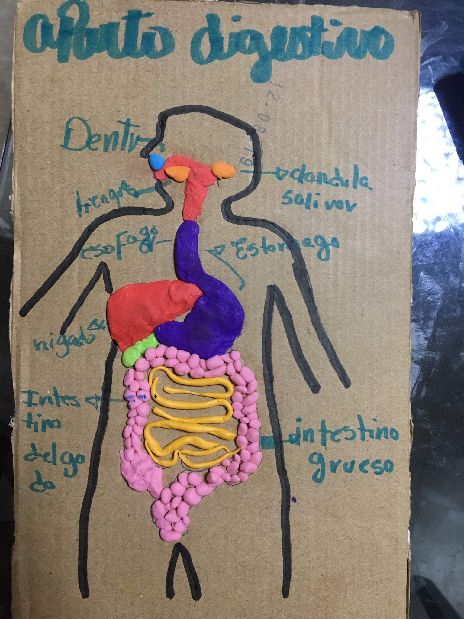 El Sistema Digestivi | Wiki | Medicina amino📚🔬 Amino