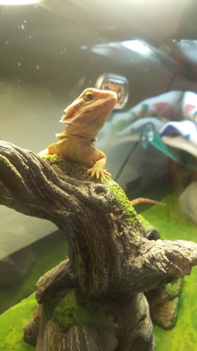 Bearded Dragon Chat Room Bearded Dragon Amino Amino