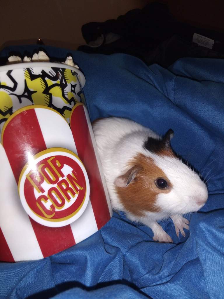 What do guinea pigs and popcorn have in common? Guinea Pigs 🐹 Amino