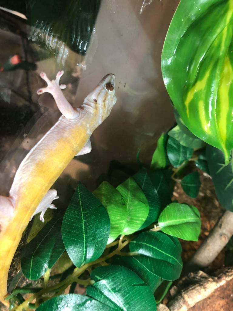 Golden Gecko | Wiki | Reptiles Amino