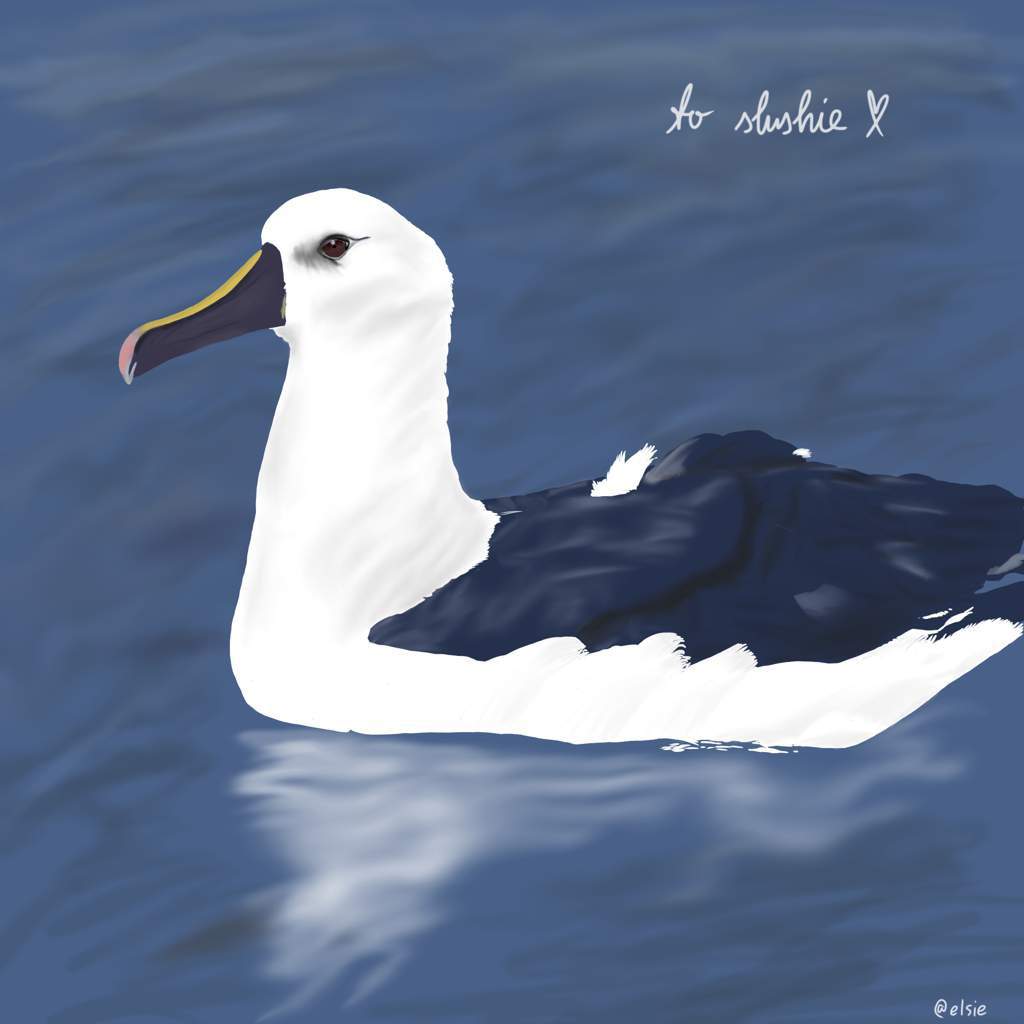 Roblox Feather Family Albatross