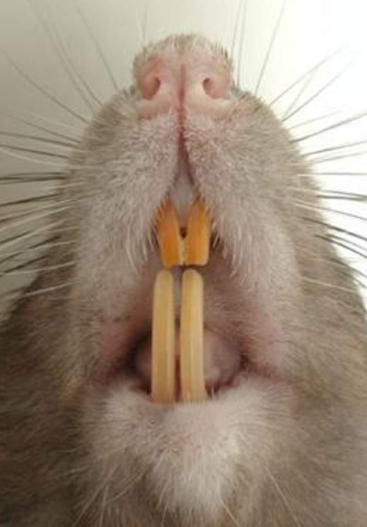 Как подстричь зубы крысе