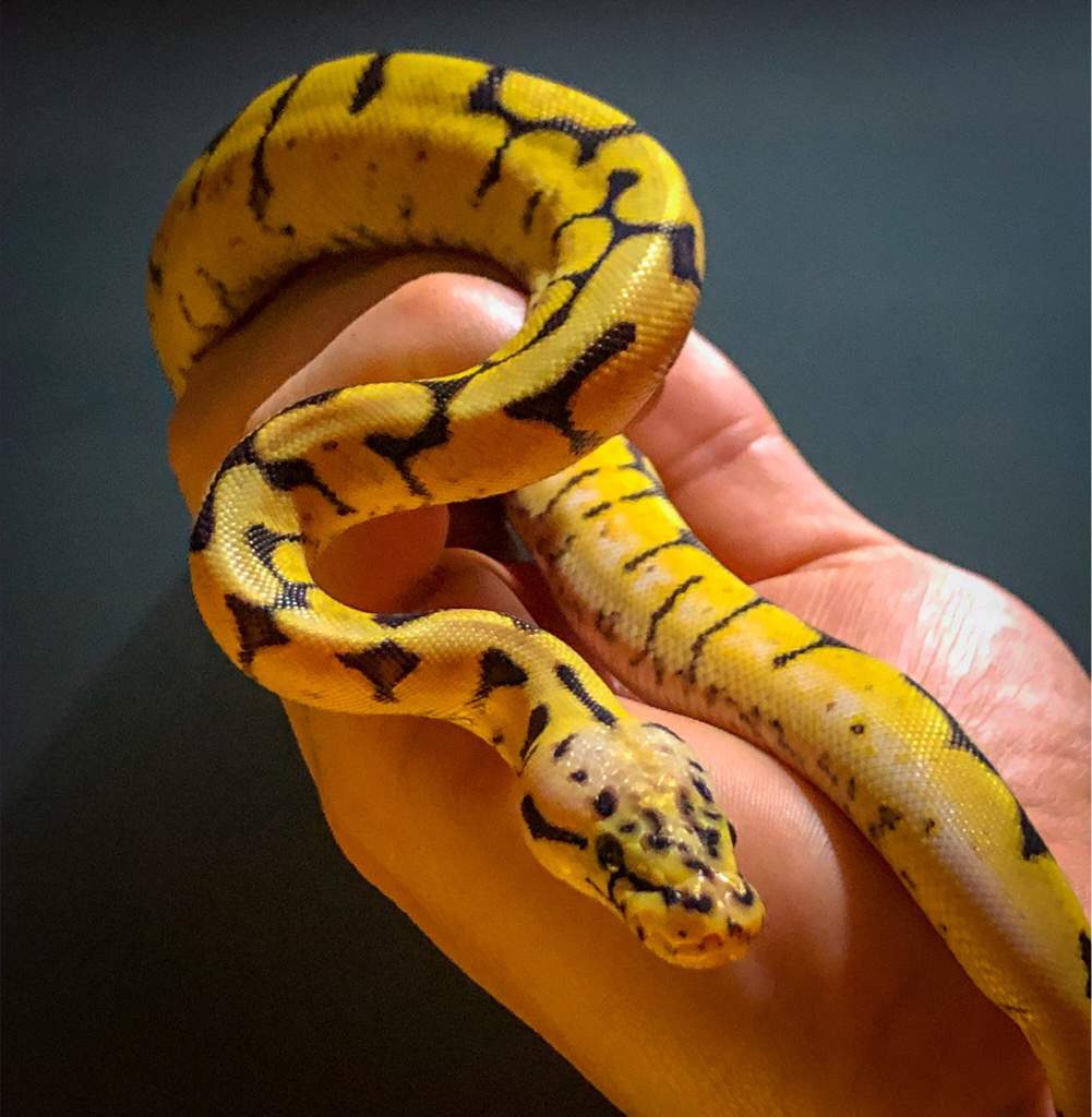 Any name suggestions? She is a bumblebee yellow belly ball python ...