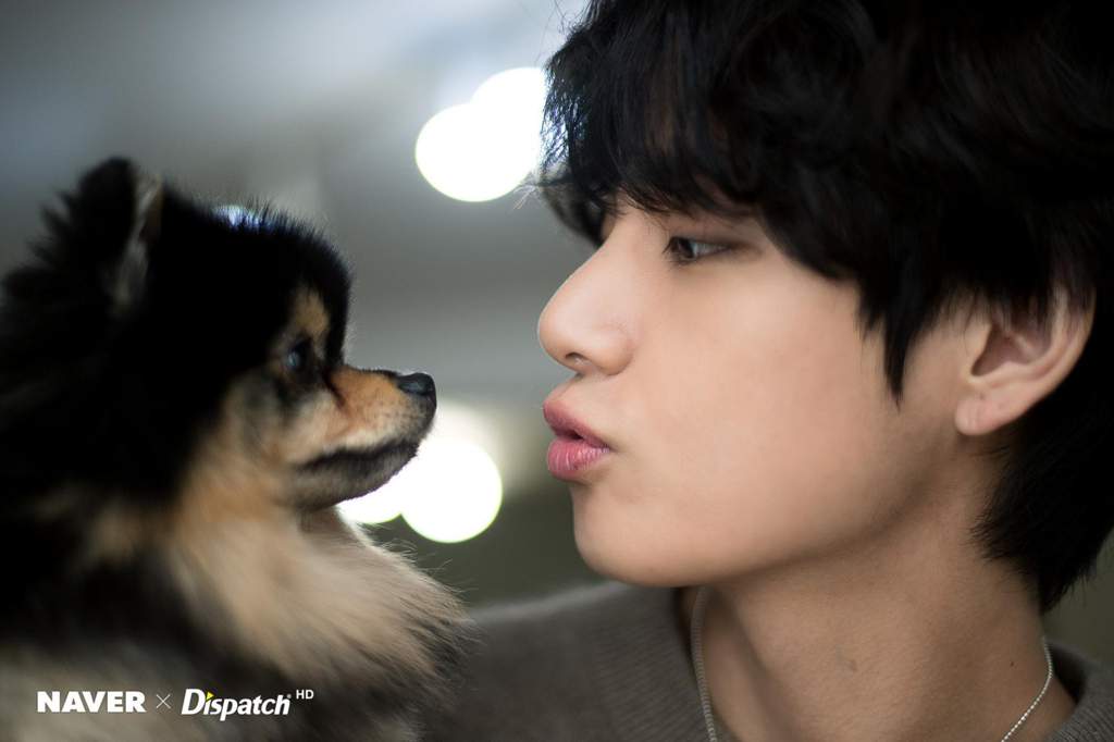 KOREA DISPATCH RELEASES PHOTOS & VIDEO OF V WITH YEONTAN | BTS Amino