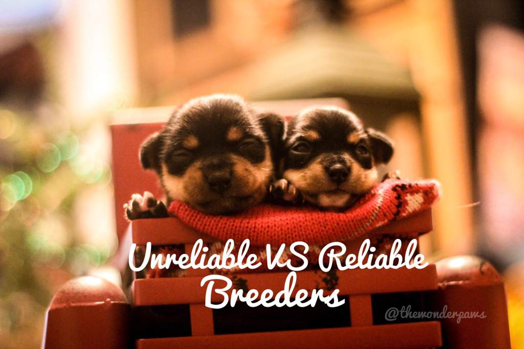 Choosing a Dog Breeder| What to look out for | Pets Amino