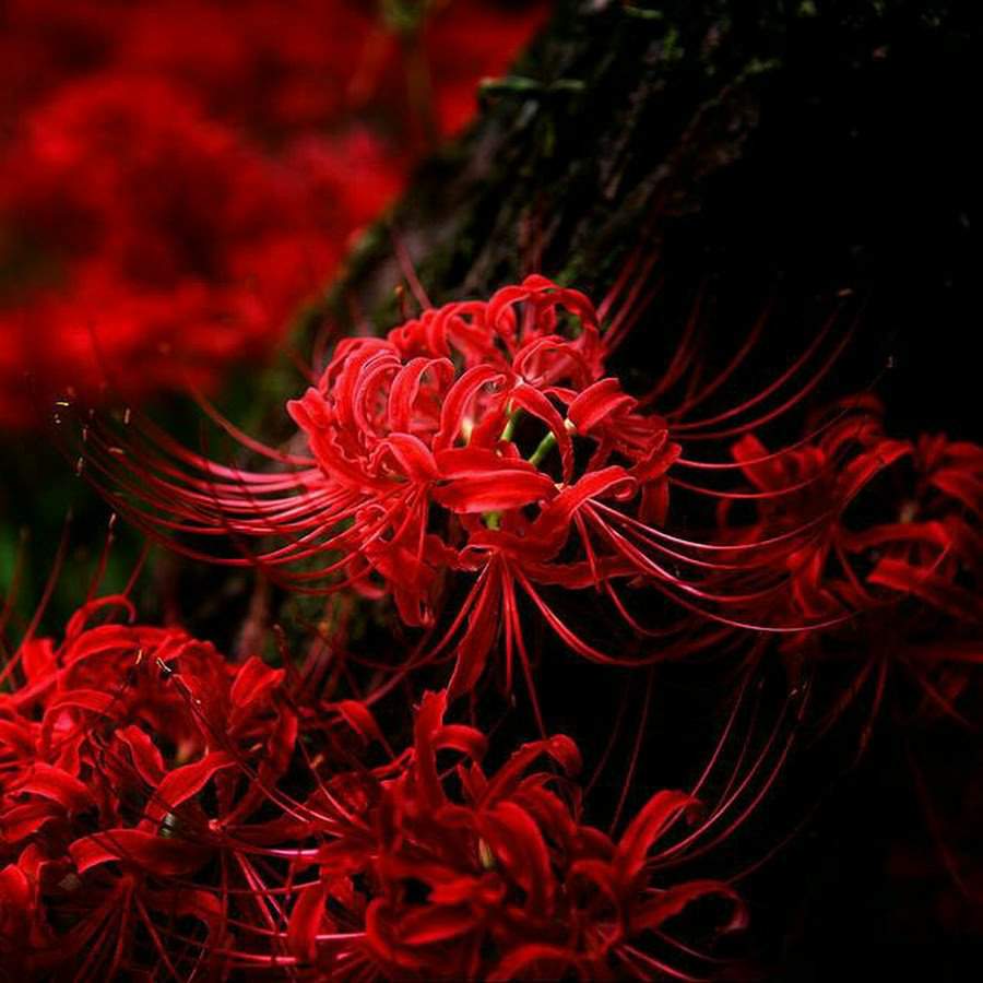 Цветок Смерти Хиганбана