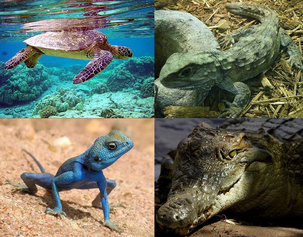 Evolution Of Reptiles Science Amino