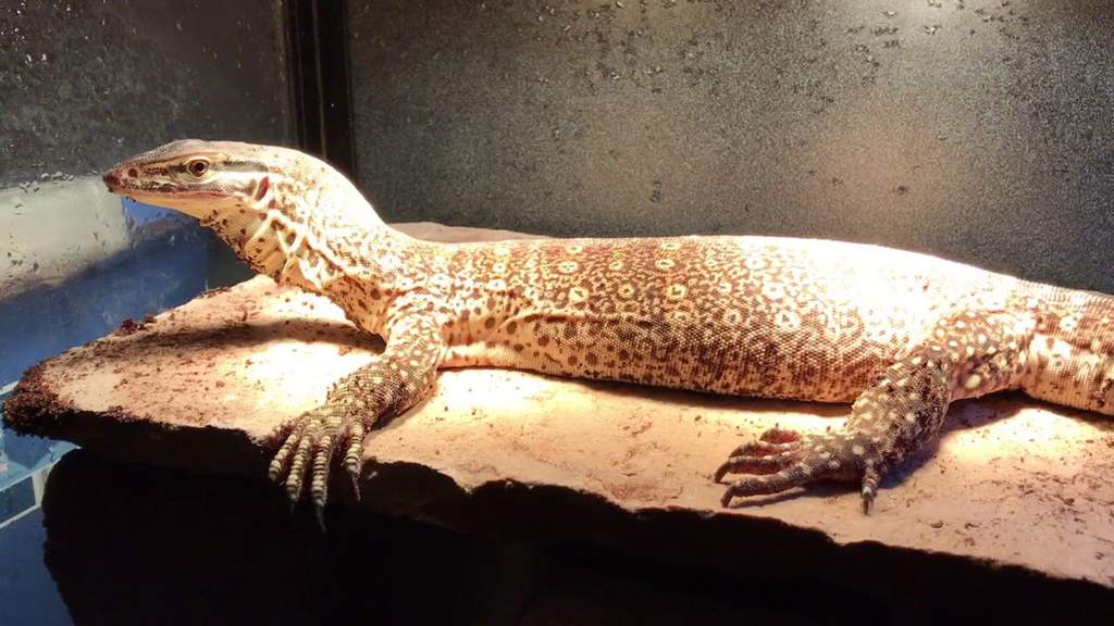 argus monitor lizard