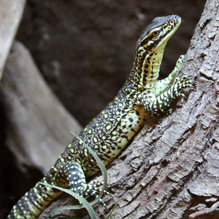 baby argus monitor for sale