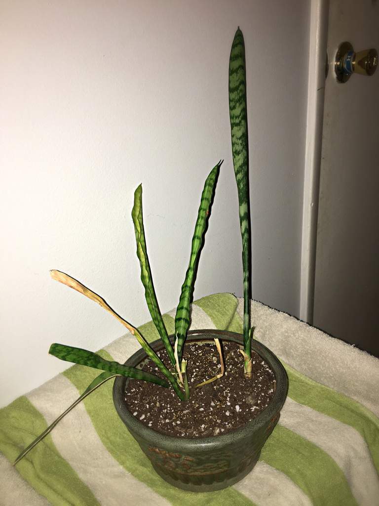 Whats wrong with my snake plant? | Gardening & Plants Amino