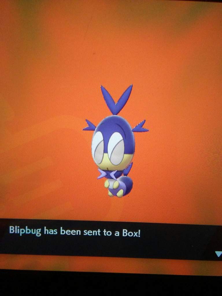 Yes Shiny Blipbug Pokemon Sword And Shield Amino