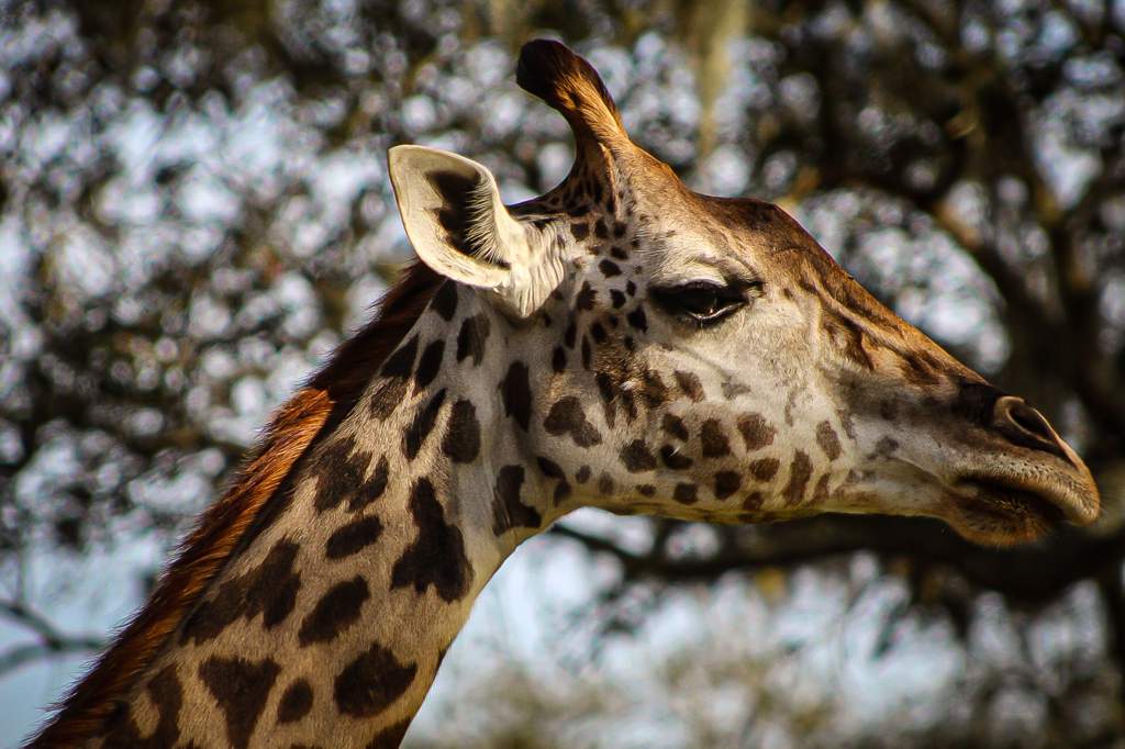 giraffe feisty pet