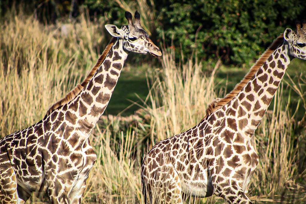 giraffe feisty pet