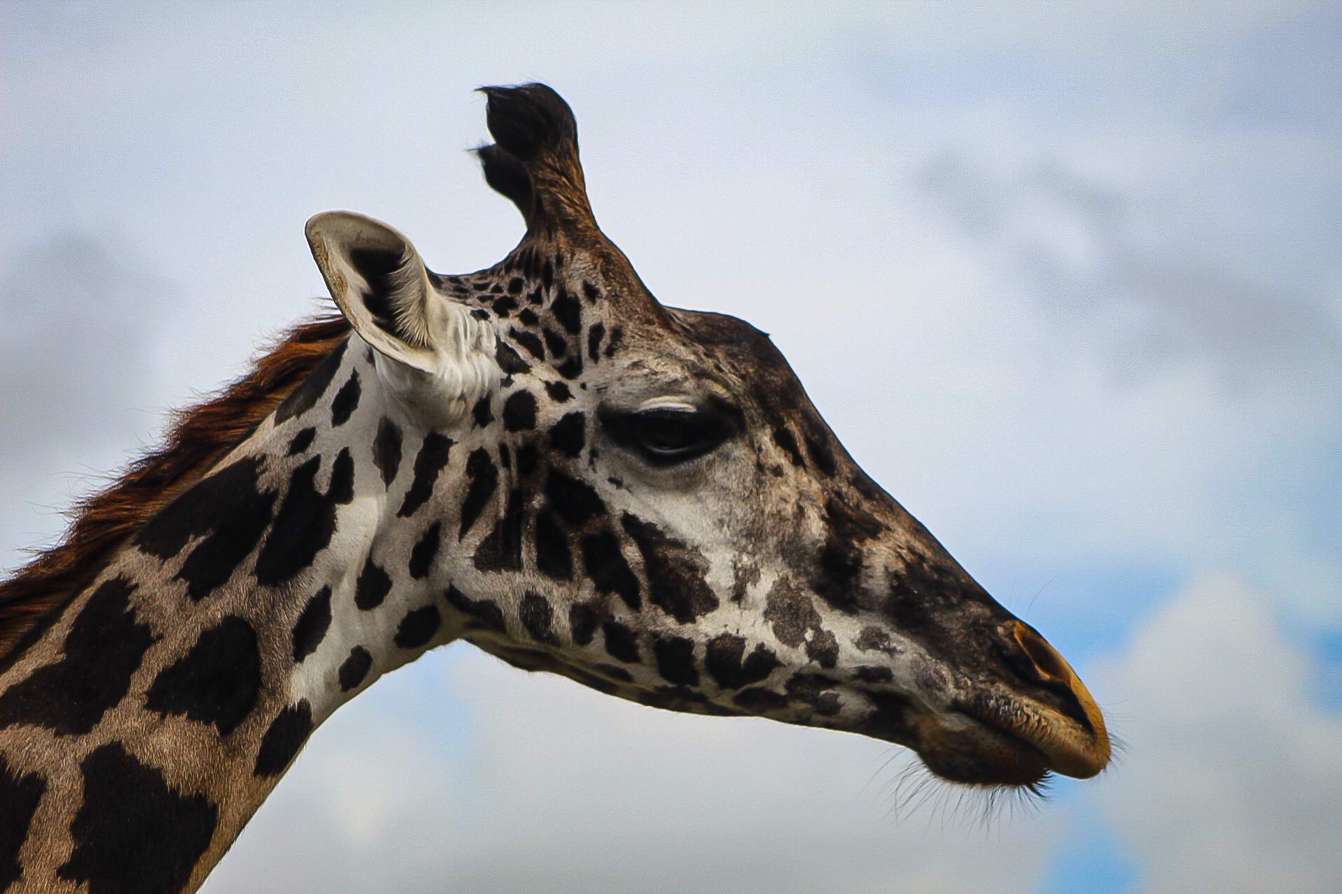 Giraffes🦒 | Pets Amino