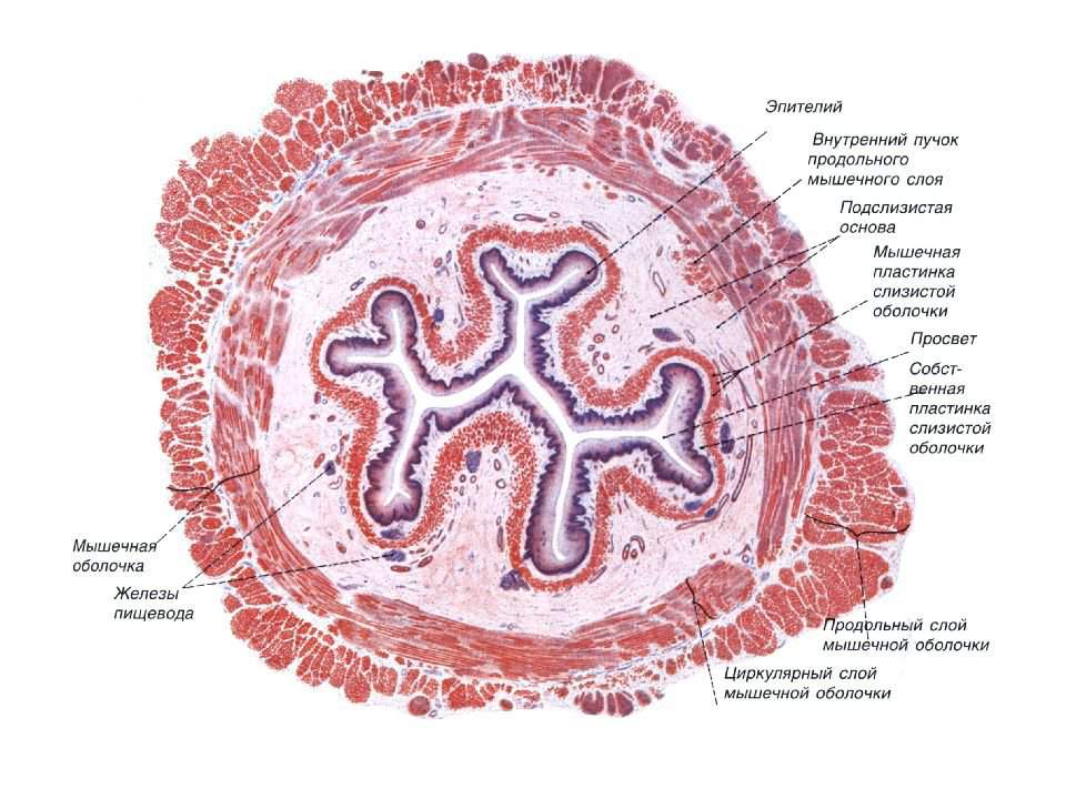 Строение гистологии. Поперечный срез пищевода гистология препарат. Слои стенки пищевода гистология. Строение стенки пищевода поперечный срез. Строение стенки пищевода гистология.