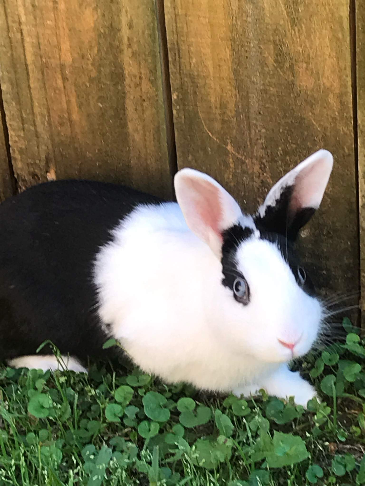 Oreo The rabbit! | Wiki | Rabbit Lovers Amino Amino