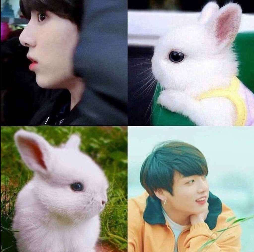 Bunny-kookie 