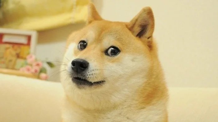 Doge The Meme Of All Meme King Memes Amino - sonic doge roblox