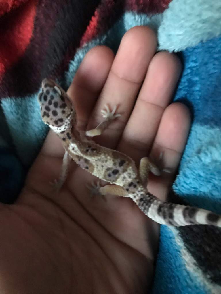 My brothers gecko won’t eat. tips | Leopard Geckos Amino