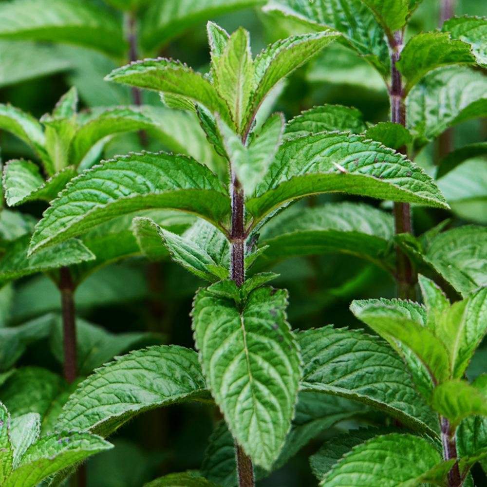 spearmint and peppermint difference spearmint and peppermint difference