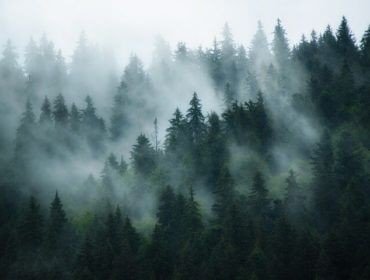 Participation concours février - Edit forêt | Aesthetic Français Amino