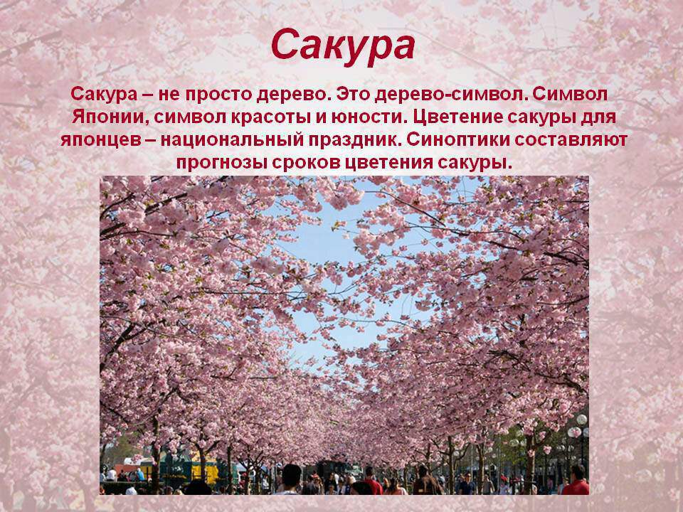 Презентация сакура для детей