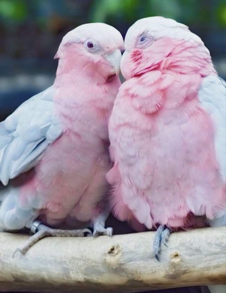 Birds! | LGBTQ TEENS+ Amino