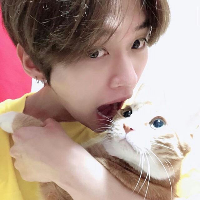 🤩🤩🤩🤩🤩 The cat lover Lee know 😺😺🤩🤩🤩🤩🤩 btw it's nice pic of him  and cat 🥰🤩🤩🤩🤩🤩🤩🤩🤩🤩 | Stray Kids Amino