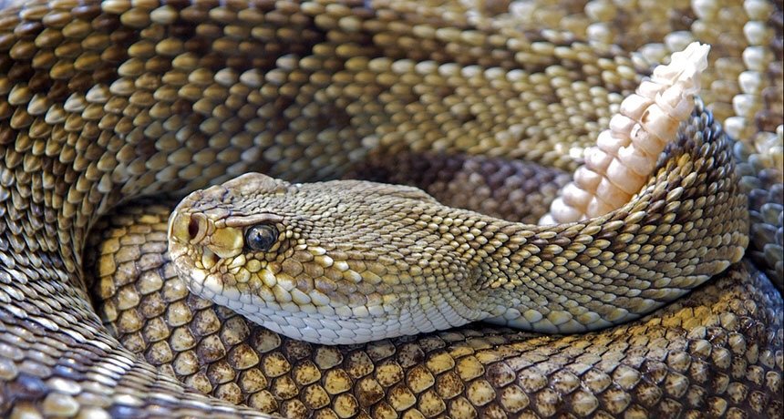 Reptiles VS Predators: Defense Mechanisms | Reptiles Amino