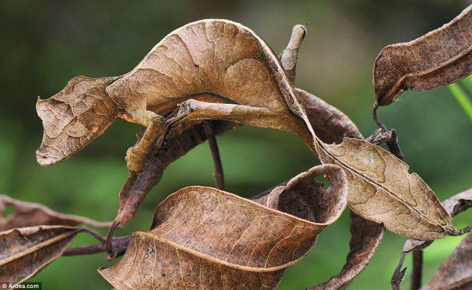Reptiles VS Predators: Defense Mechanisms | Reptiles Amino