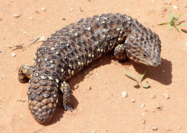 Reptiles VS Predators: Defense Mechanisms | Reptiles Amino