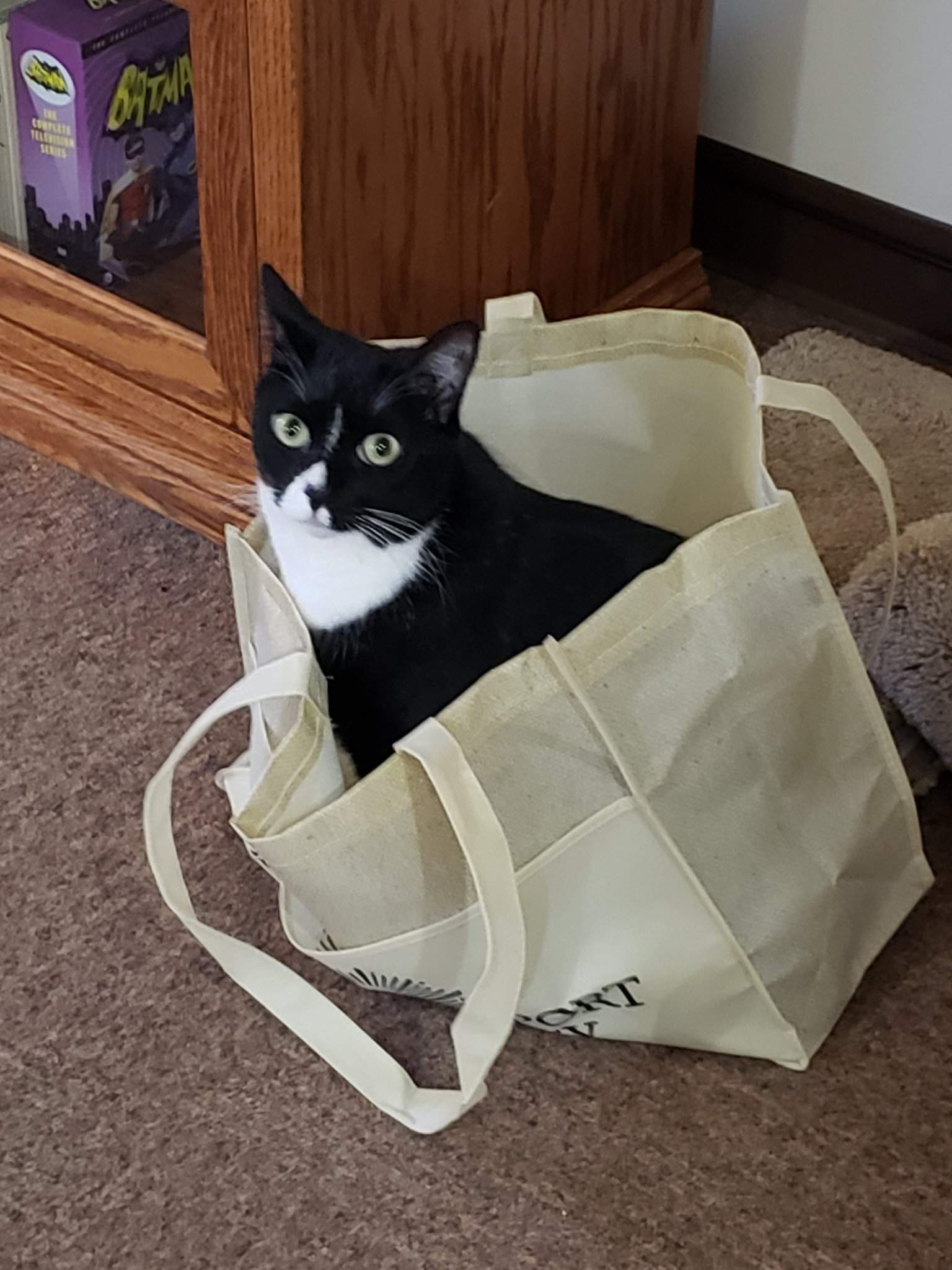 The Cat's in the Bag! | Cats Amino