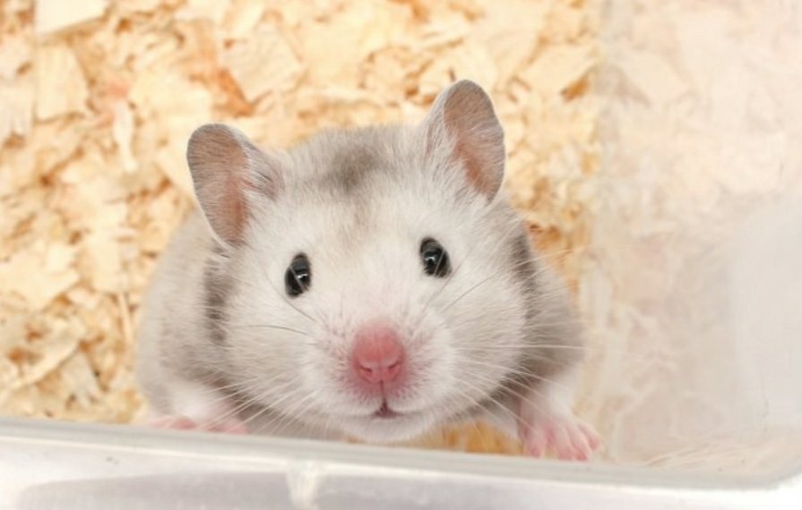 hamster-wet-tail-symptoms-treatments-and-causes