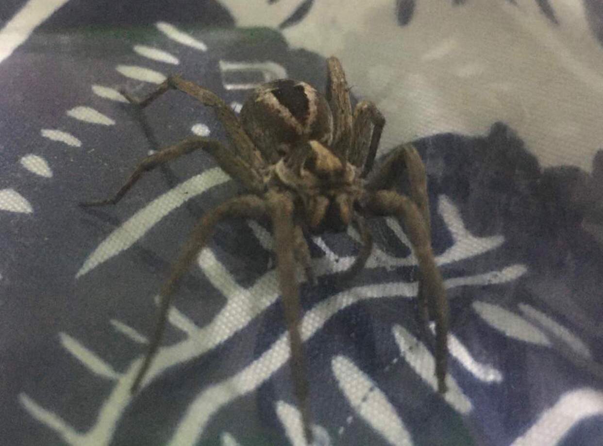 1) WOLF SPIDER | Wiki | Trans Is Okay Amino