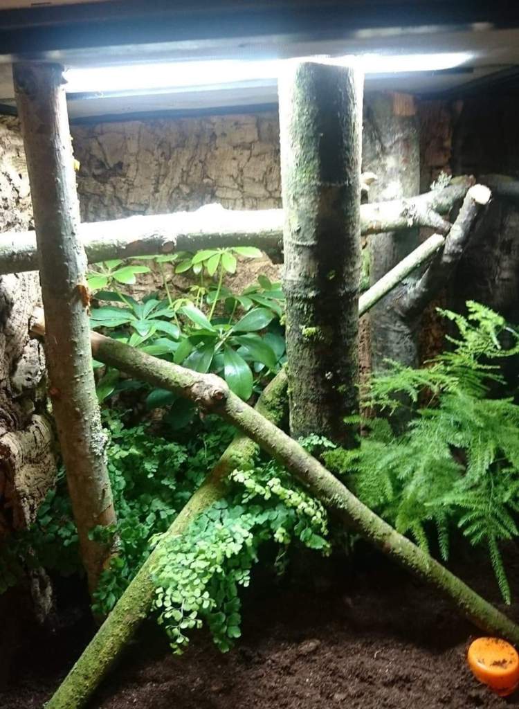 hanging coconut hide crested gecko hanging coconut hide crested gecko
